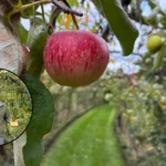 Mr Mills Wins Plot of the Year with West Hendon Allotment Arch Garden