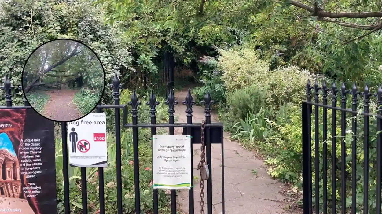 Barnsbury Wood: North London's Tiny Winter Walk Gem