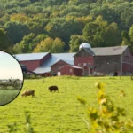 Enfield Dairy Roots in North London Heritage