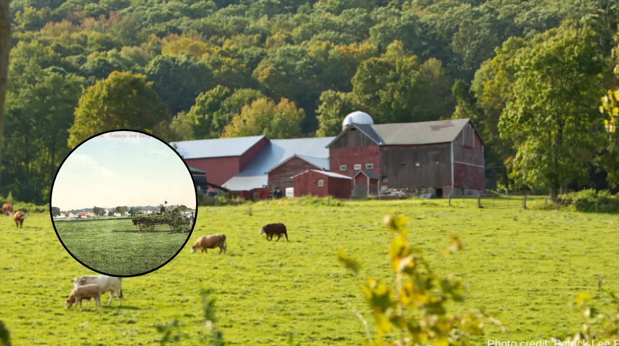 Enfield Dairy Roots in North London Heritage