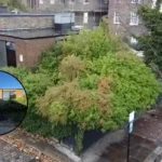 London Camden Mews House Swallowed by Hedge Lists for £925K