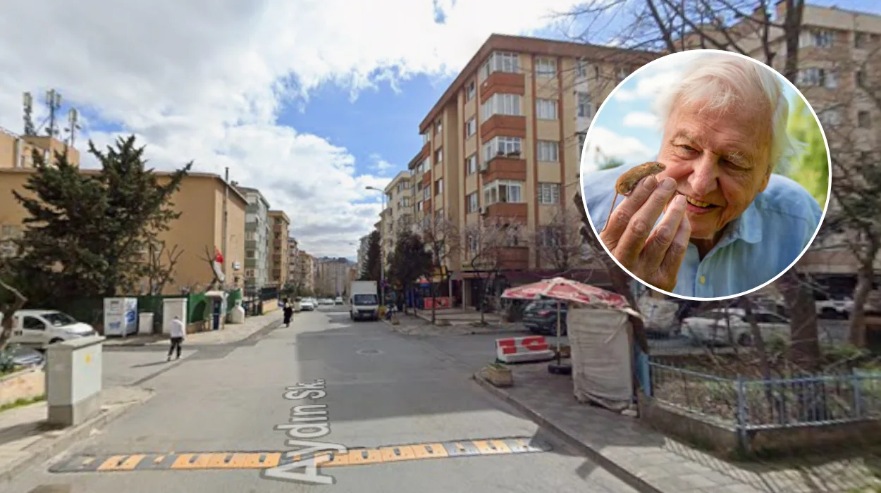 David Attenborough Meets Urban Foxes in North London Allotment
