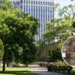 Enfield Council Evicts Toby Carvery for Felling Ancient Whitewebbs Oak