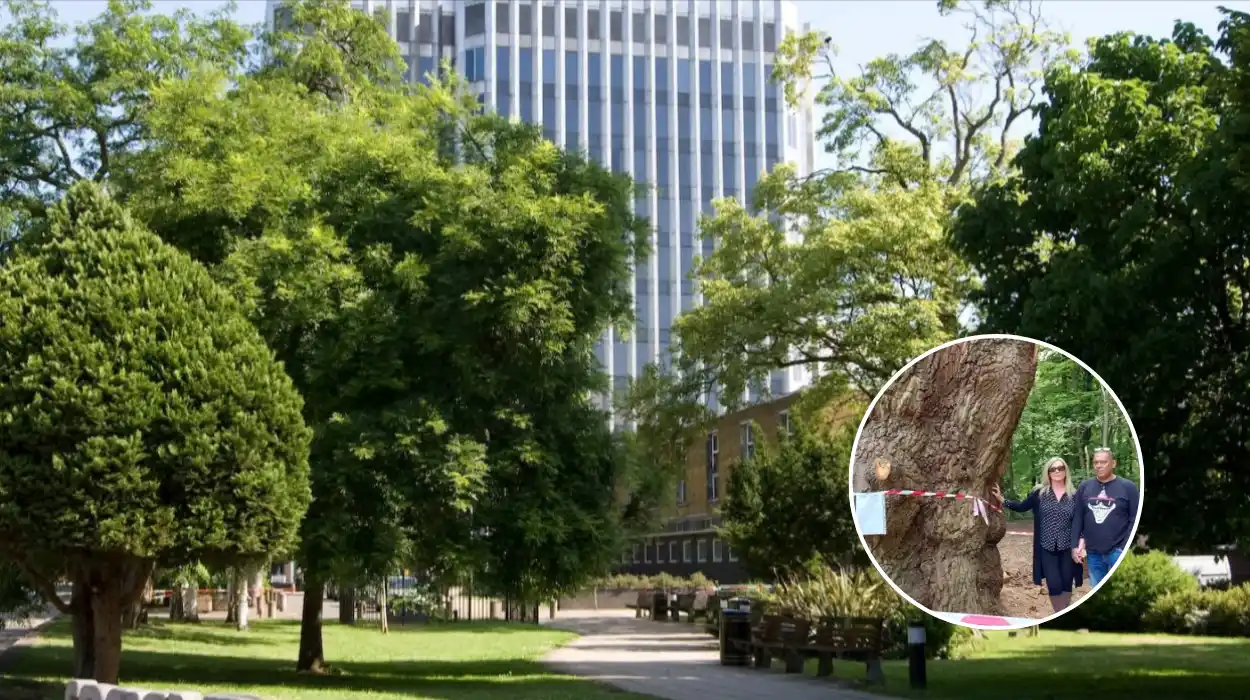 Enfield Council Evicts Toby Carvery for Felling Ancient Whitewebbs Oak