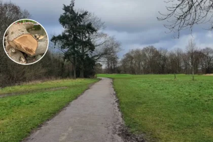 Healthy Ancient Oak Felled at Toby Carvery Whitewebbs Park 2026
