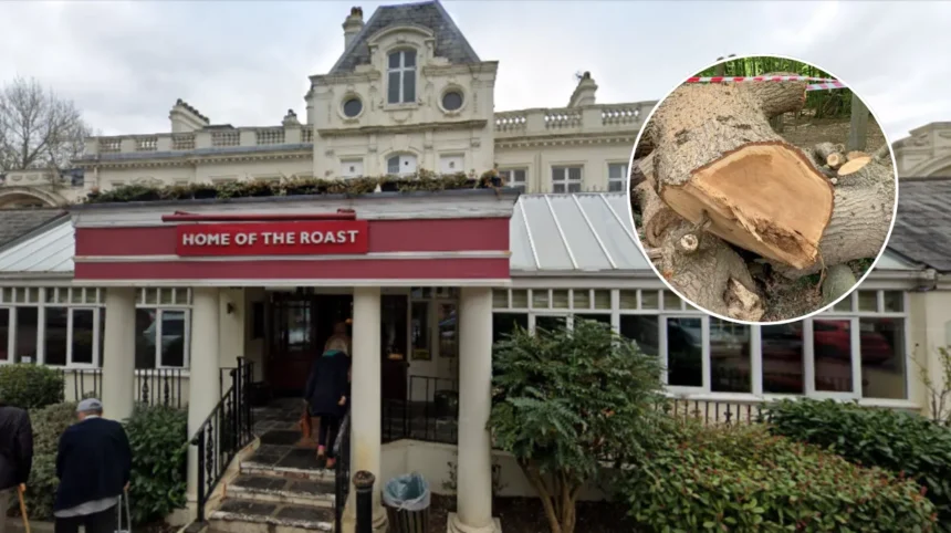 Toby Carvery Apologises for Felling Ancient Oak in Whitewebbs Park