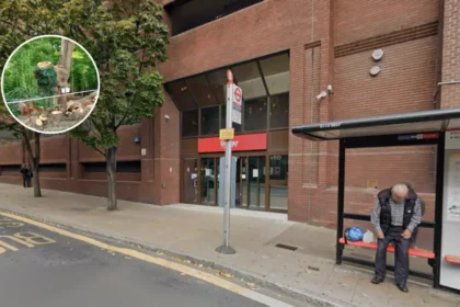 Healthy Ancient Oak Felled by Haringey in Epping Forest 2026