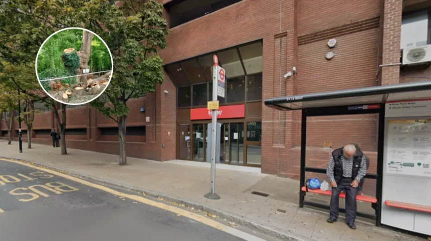Healthy Ancient Oak Felled by Haringey in Epping Forest 2026