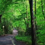 Best Walking Routes and Nature Trails in Barnet for Tourists and Residents