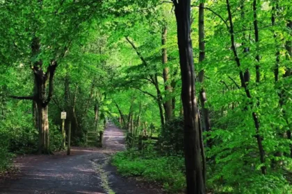 Best Walking Routes and Nature Trails in Barnet for Tourists and Residents