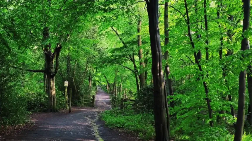 Best Walking Routes and Nature Trails in Barnet for Tourists and Residents