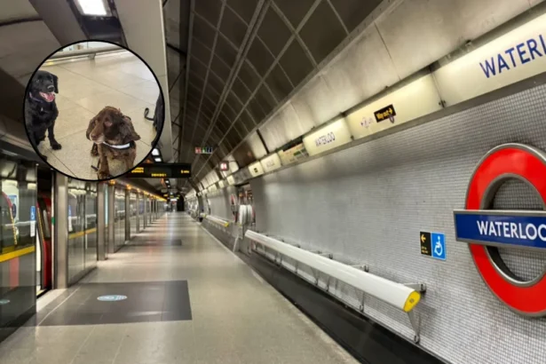London Waterloo Station Introduces Canine Security Team Trial in London 2026