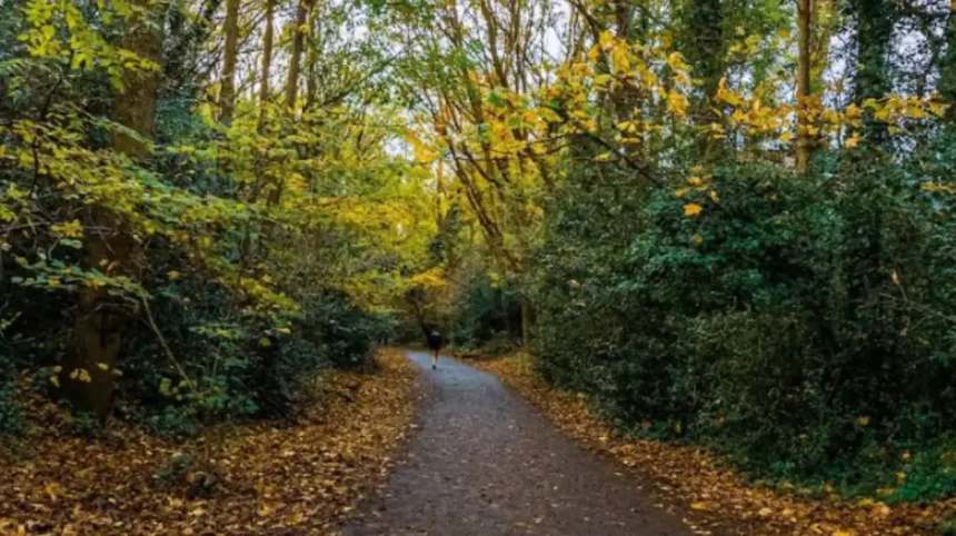 Parkland Walk Disused Railway Trail Transformed in North London 2026