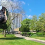 Enfield Council Fines Yasar Mustafa £1,850 Over Barking Dog, Enfield 2026