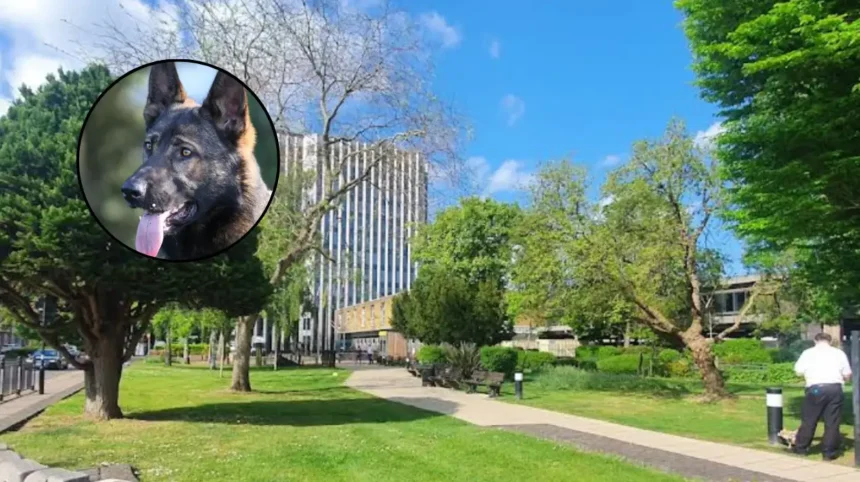 Enfield Council Fines Yasar Mustafa £1,850 Over Barking Dog, Enfield 2026