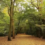 How 2026 Extreme Heat Impacted Ancient Woodlands in Haringey 2026