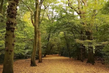 How 2026 Extreme Heat Impacted Ancient Woodlands in Haringey 2026