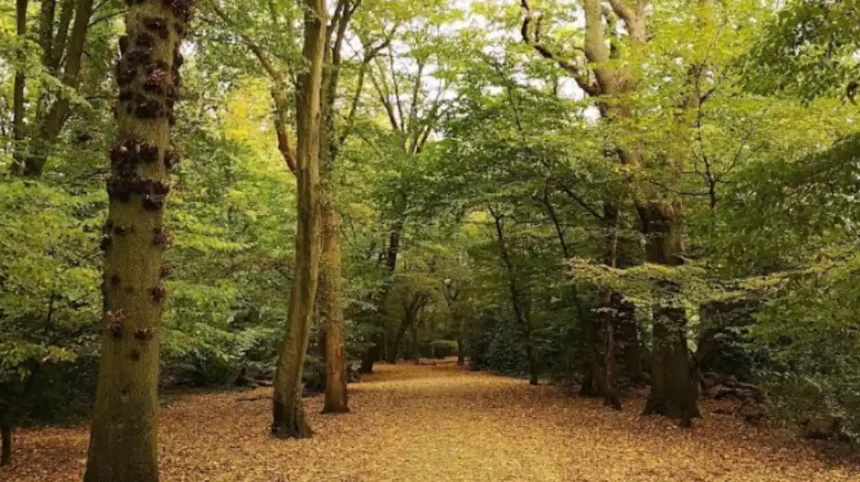 How 2026 Extreme Heat Impacted Ancient Woodlands in Haringey 2026