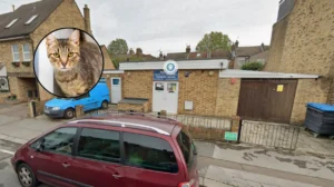 RSPCA Launches Rescue Cat Rehoming Appeal in Barnet 2026