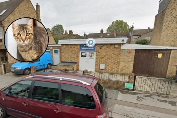 RSPCA Launches Rescue Cat Rehoming Appeal in Barnet 2026