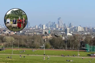 Sheep Introduced to Hampstead Heath for Conservation Grazing in North London 2026