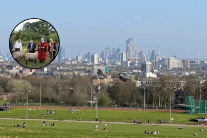 Sheep Introduced to Hampstead Heath for Conservation Grazing in North London 2026