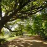Barnet Tree Cover_ Environmental Benefits for North London