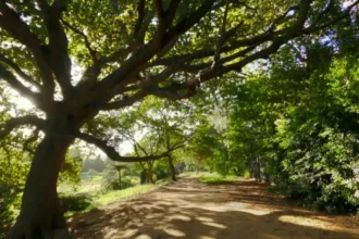 Barnet Tree Cover_ Environmental Benefits for North London