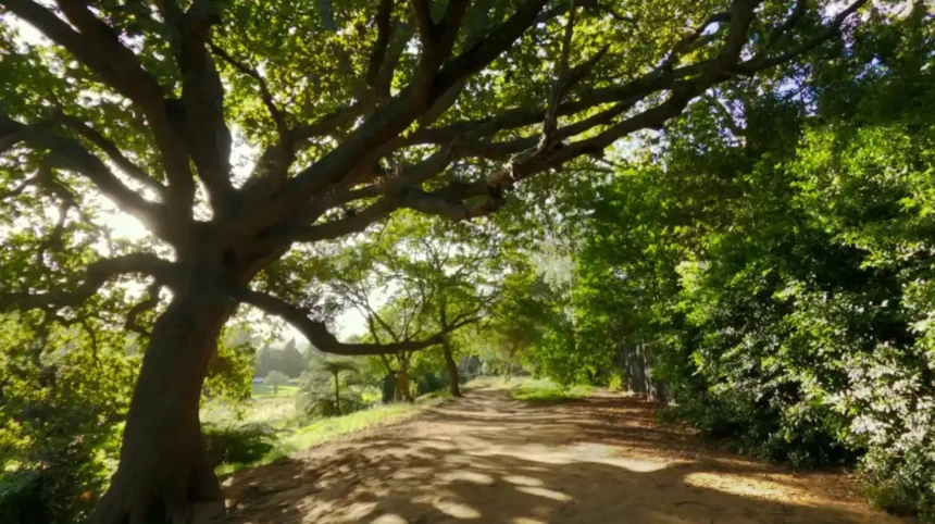 Barnet Tree Cover_ Environmental Benefits for North London