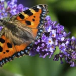 Butterflies and Pollinators in Barnet _ North London Guide