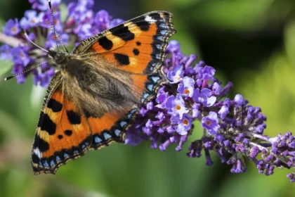 Butterflies and Pollinators in Barnet _ North London Guide