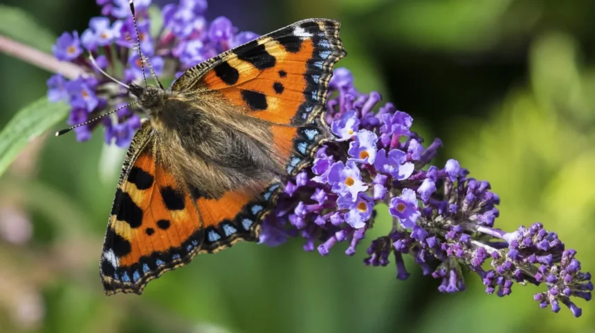 Butterflies and Pollinators in Barnet _ North London Guide