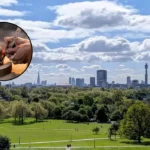 Connections Ceramics Exhibition Opens for Maggie's Charity in Primrose Hill 2026