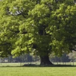 Native Trees and Plants in Barnet_ A Local Flora Guide