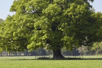 Native Trees and Plants in Barnet_ A Local Flora Guide