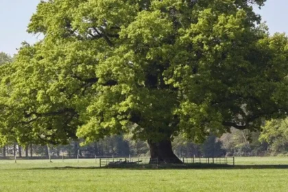 Native Trees and Plants in Barnet_ A Local Flora Guide