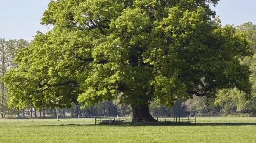Native Trees and Plants in Barnet_ A Local Flora Guide
