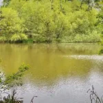 Wetland Habitats in Barnet_ Ponds, Wildlife and Nature
