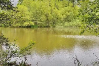Wetland Habitats in Barnet_ Ponds, Wildlife and Nature