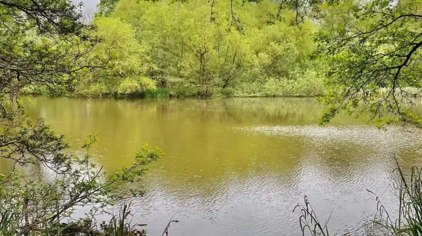 Wetland Habitats in Barnet_ Ponds, Wildlife and Nature