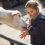 Where to Spend a Half-Day in Barnet with Family