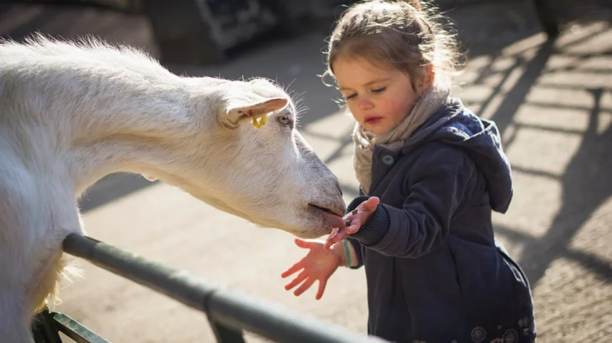 Where to Spend a Half-Day in Barnet with Family
