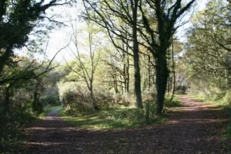 Woodland in Barnet_ Best Forests and Nature Walks Guide