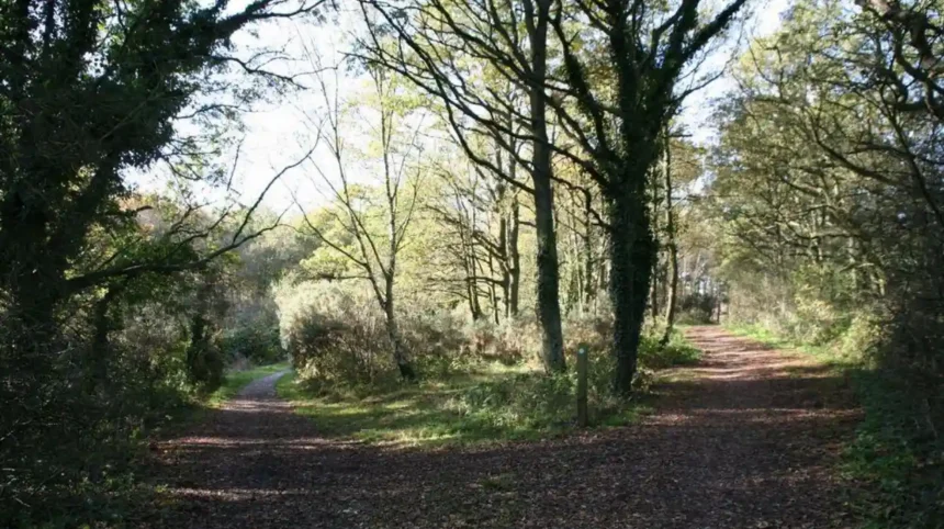 Woodland in Barnet_ Best Forests and Nature Walks Guide